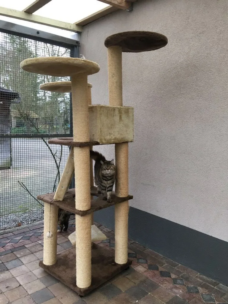 Kattenhotel Galtonia - Flemish Brabant pet otel görseli 3