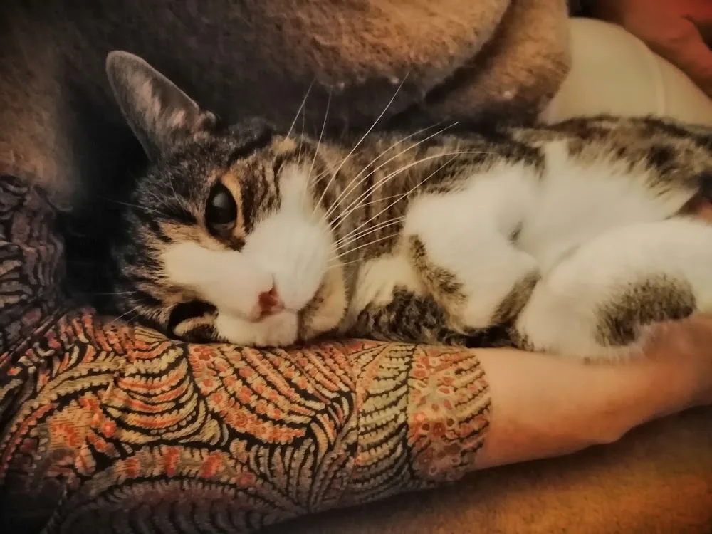 Kattenpension 'Kat op hotel' - Flemish Brabant pet otel