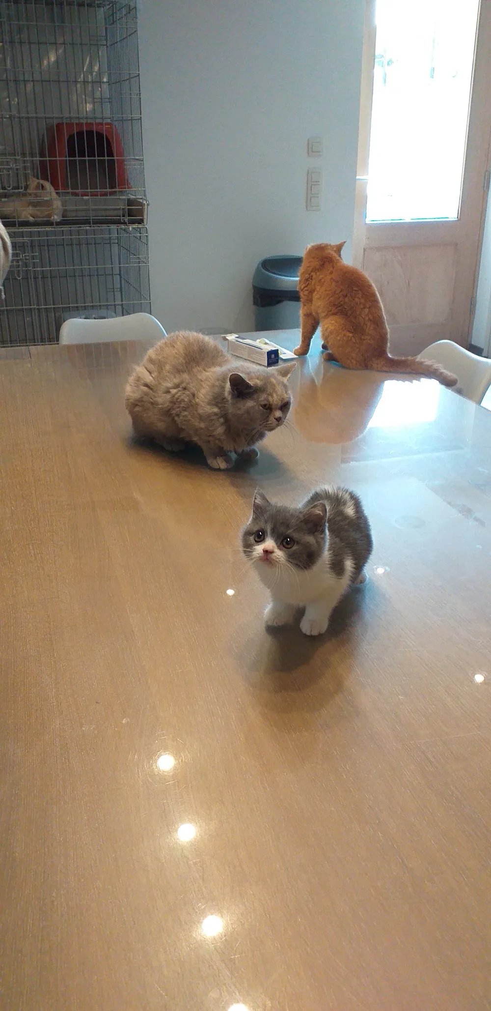 Poezenhotel/cattery Van SteBergh - Flemish Brabant pet otel