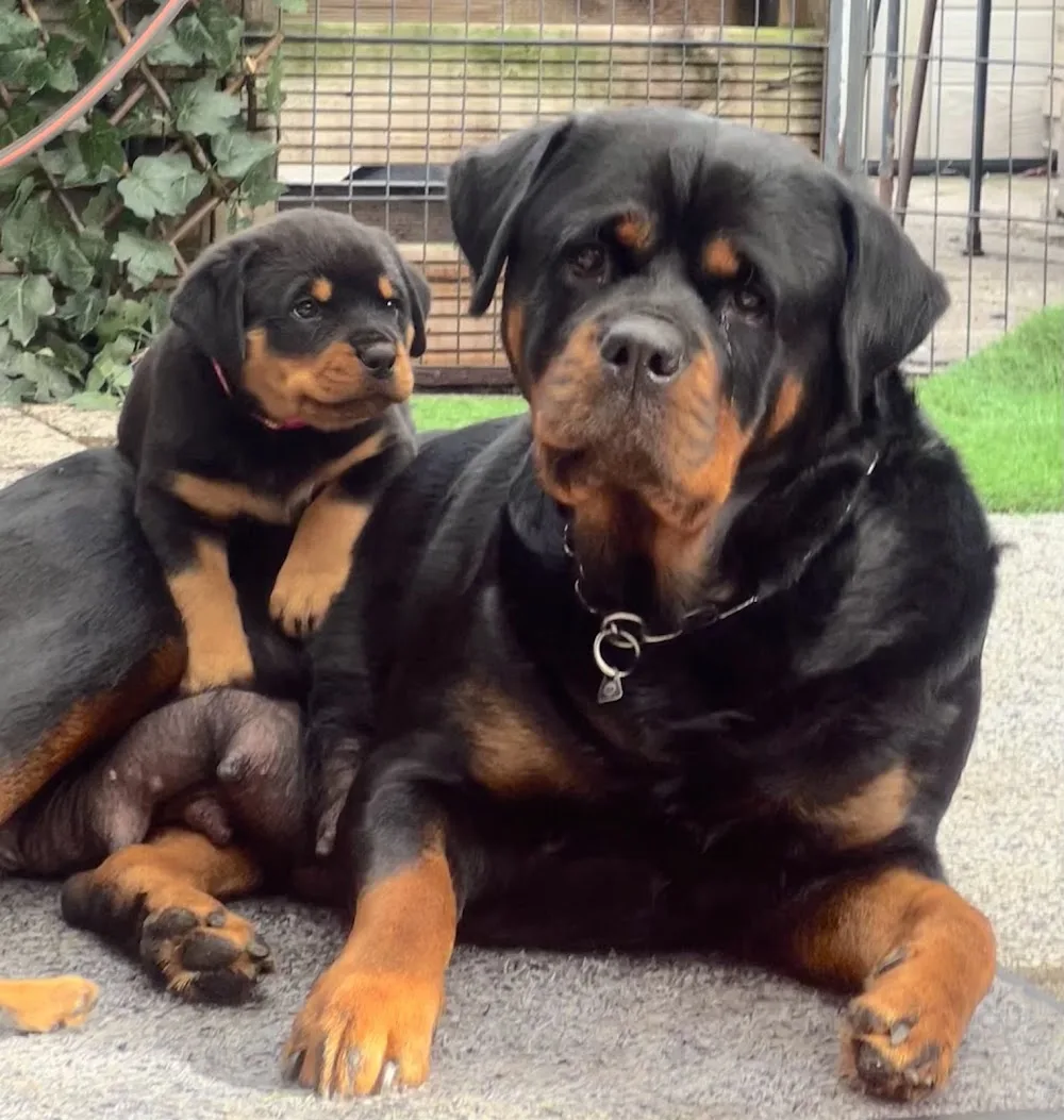 Chezzies Rottweilers Kennel - Flevoland pet otel