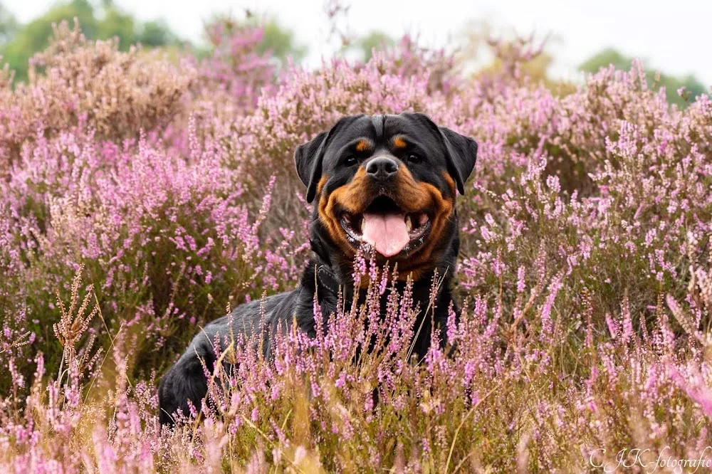 Chezzies Rottweilers Kennel - Flevoland pet otel görseli 3