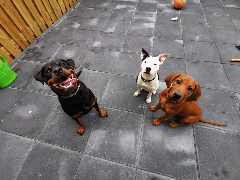 Day & Night Doggy Care Lelystad - Flevoland pet otel görseli 3