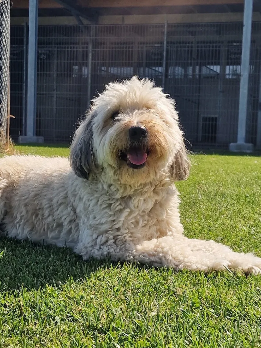 Dierenpension De Boerdik - Flevoland pet otel görseli 3