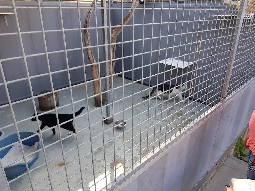 Dierenpension Emmeloord - Flevoland pet otel görseli 3