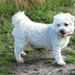 Dierenpension - Flevoland pet otel