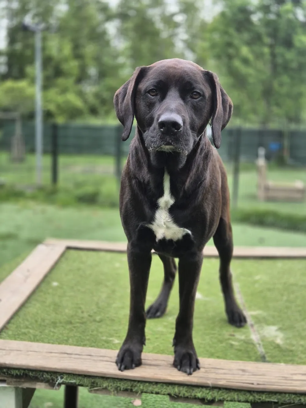 Gooische Hond Almere - Flevoland pet otel görseli 3