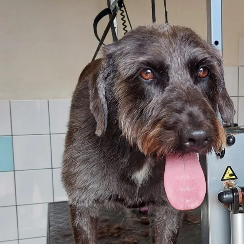 Hondenpension Lima - Flevoland pet otel görseli 4
