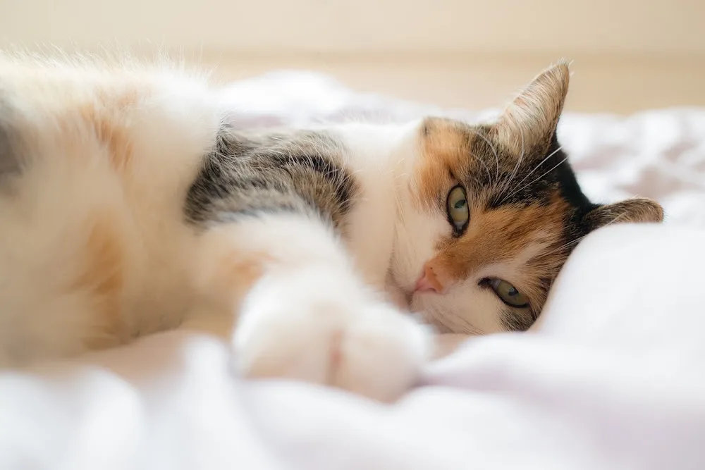 Kattenoppas Almere - Flevoland pet otel