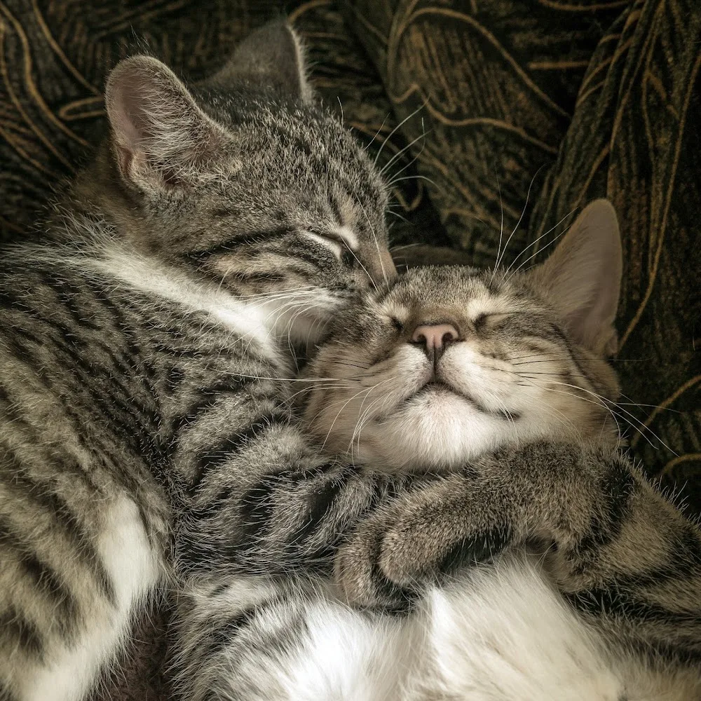 Kattenoppas Almere - Flevoland pet otel görseli 3