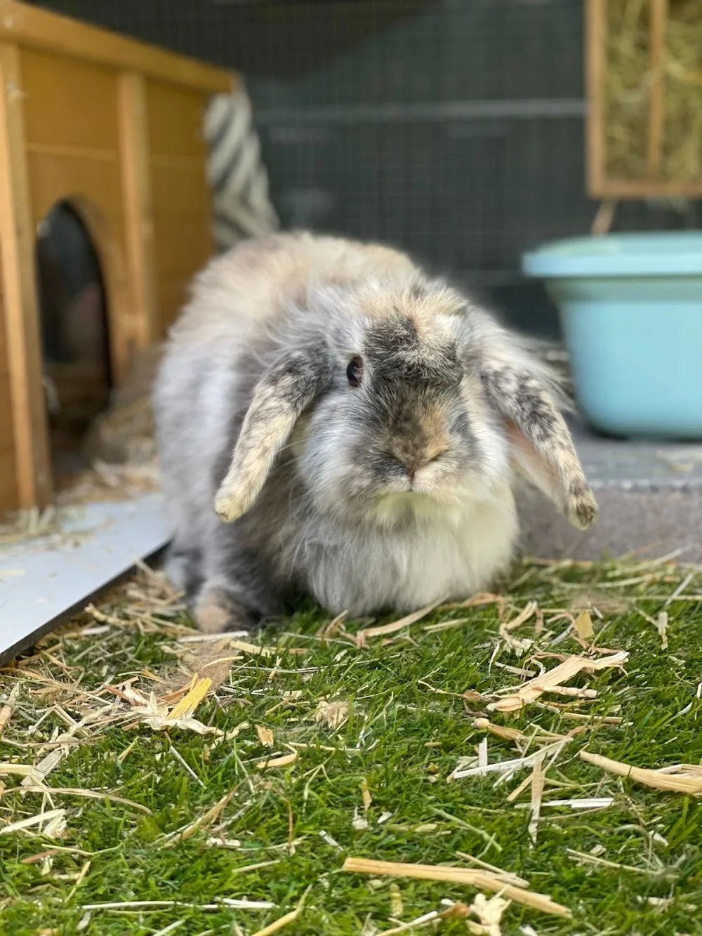 Kattenoppas Kampen - Flevoland pet otel görseli 3