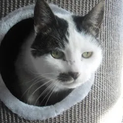 kattenpension Andijk - Flevoland pet otel