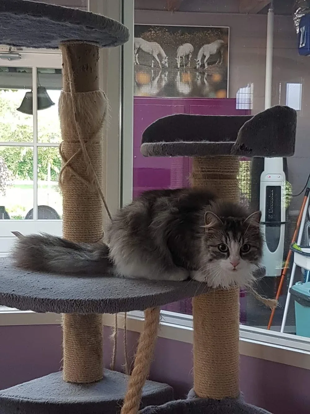 kattenpension Andijk - Flevoland pet otel görseli 3