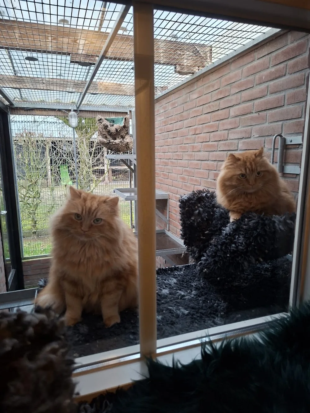 Kattenpension De Knapzak - Flevoland pet otel