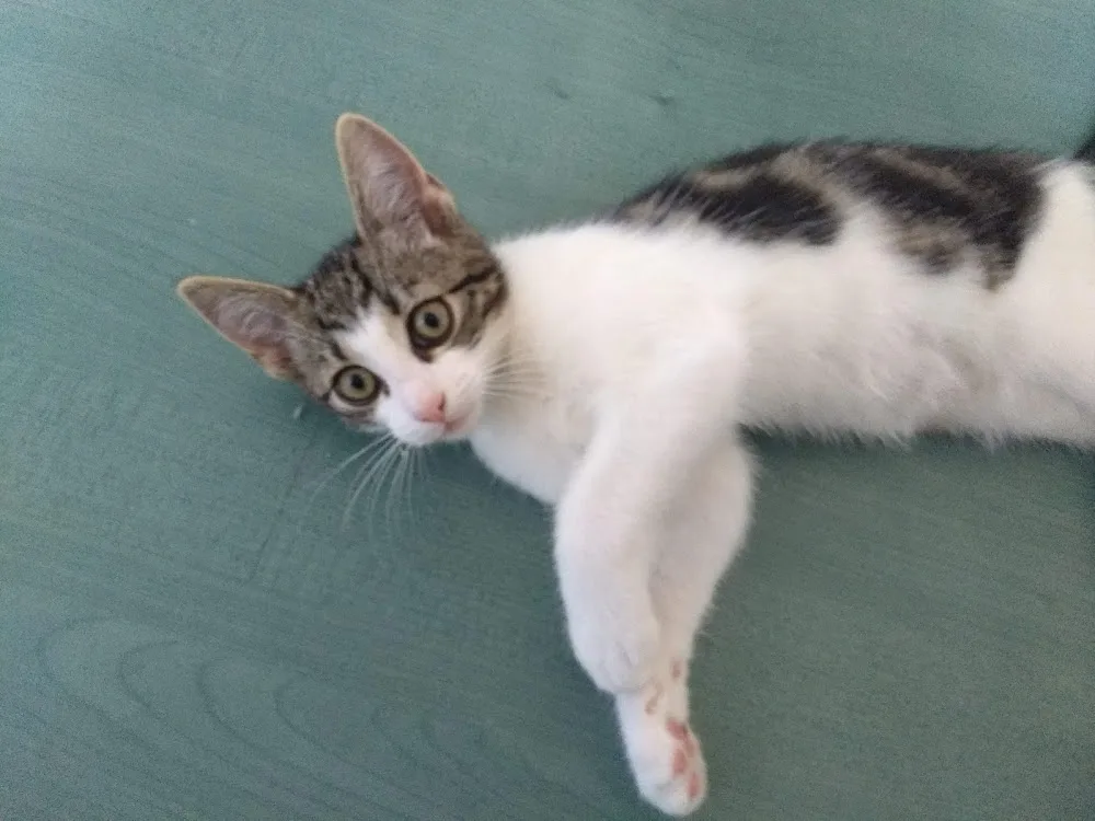 Kattenpension De Knapzak - Flevoland pet otel görseli 3