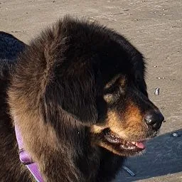Kennel Beautyful Arankah - Flevoland pet otel