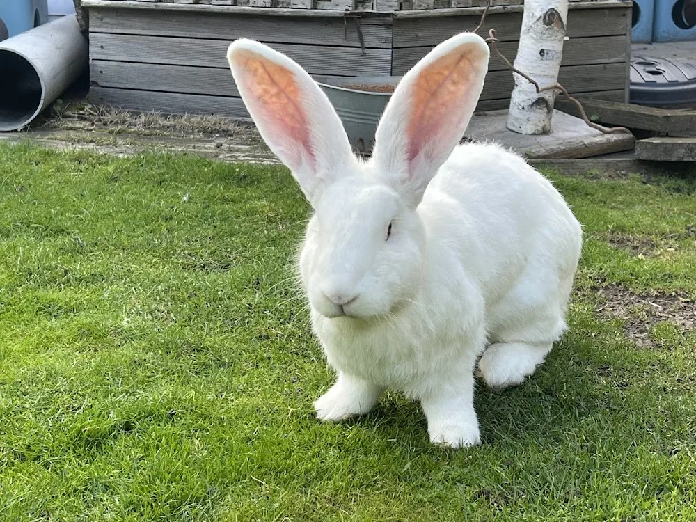 Stichting Konijnenopvang "Kaatje Keutel" - Flevoland pet otel görseli 2