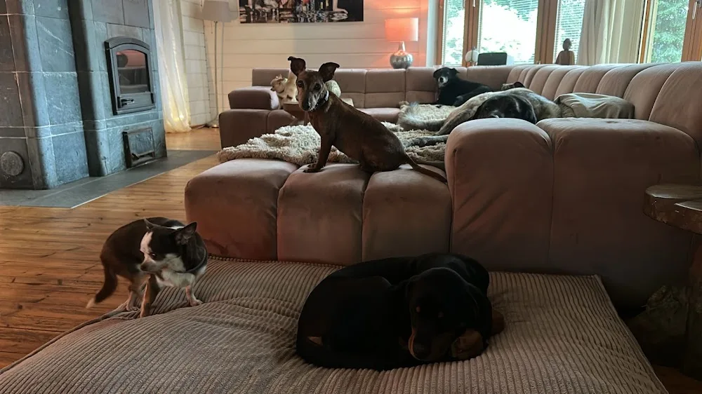 Villa Kwispelbont - Flevoland pet otel görseli 3
