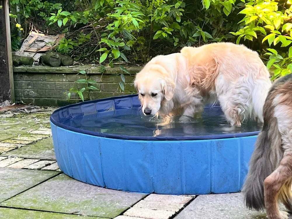 Berry’s Pet Services - Flintshire pet otel görseli 3