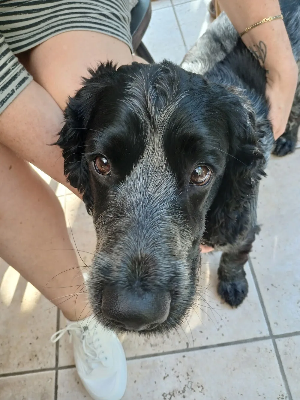 Beti Bach dog boarding kennels & doggy day care - Flintshire pet otel