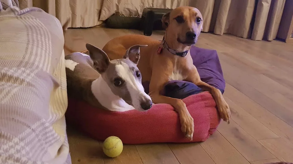 Bretton Pet Sitting - Flintshire pet otel görseli 2