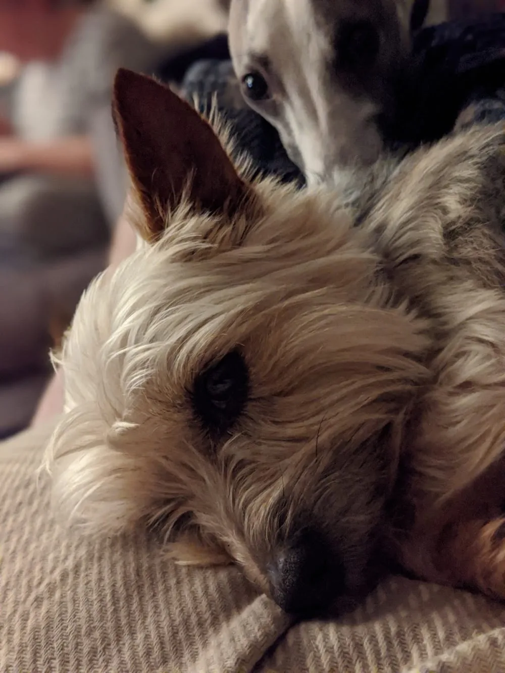 Bretton Pet Sitting - Flintshire pet otel görseli 3