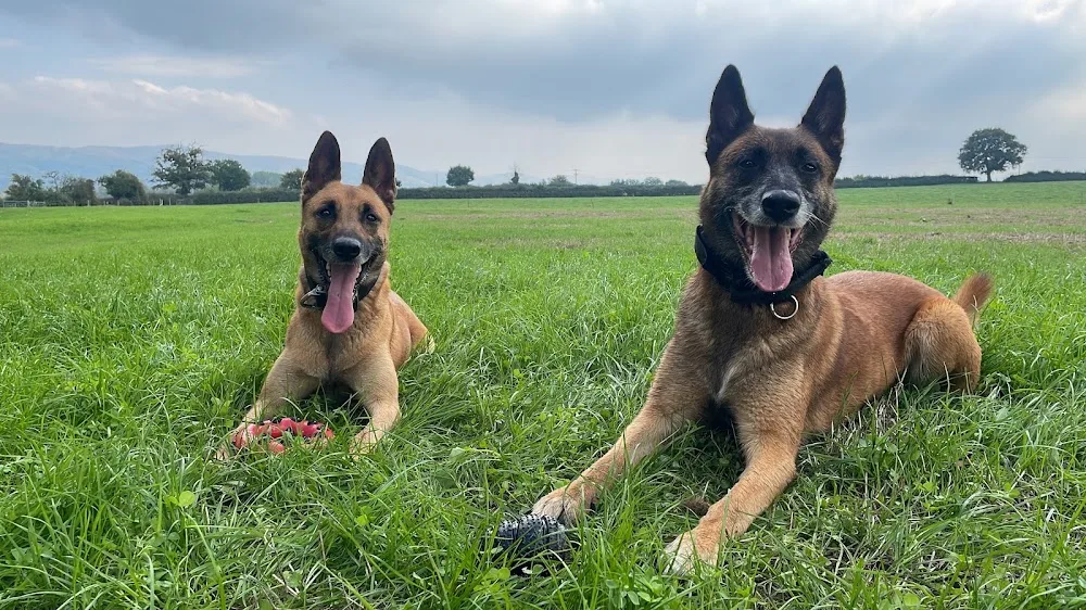 Brookhouse Boarding Kennels - Flintshire pet otel