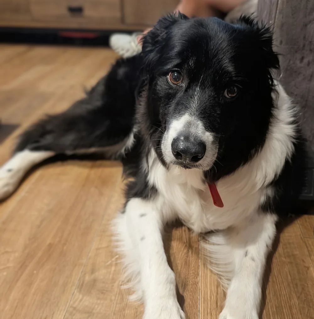 Cosy Canines Dog Boarding Flintshire - Flintshire pet otel görseli 3