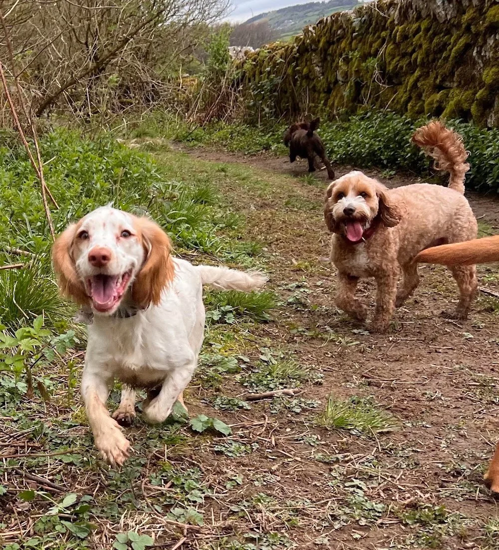 Country hound hotel/ Maen Y Glol - Flintshire pet otel