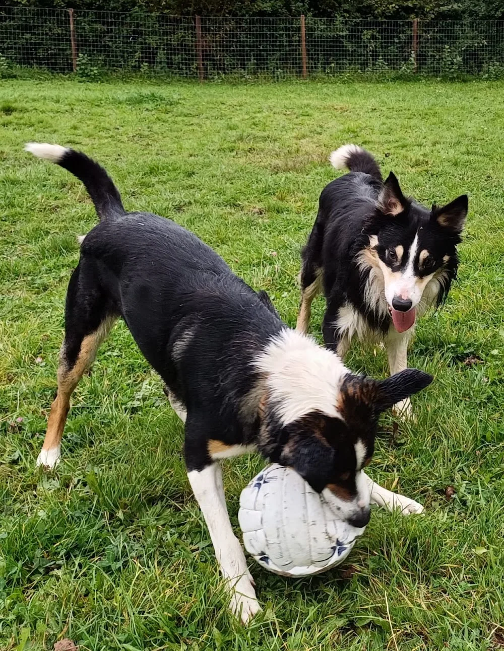 Maes Gwyn Boarding Kennels - Flintshire pet otel