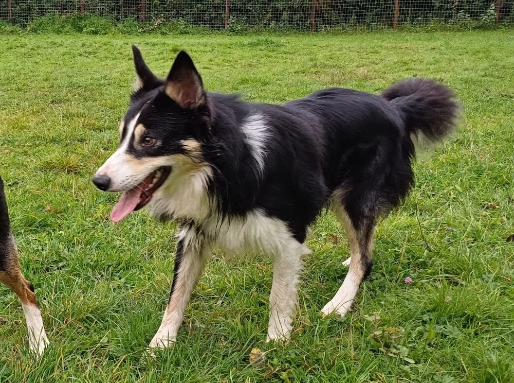 Maes Gwyn Boarding Kennels - Flintshire pet otel görseli 3