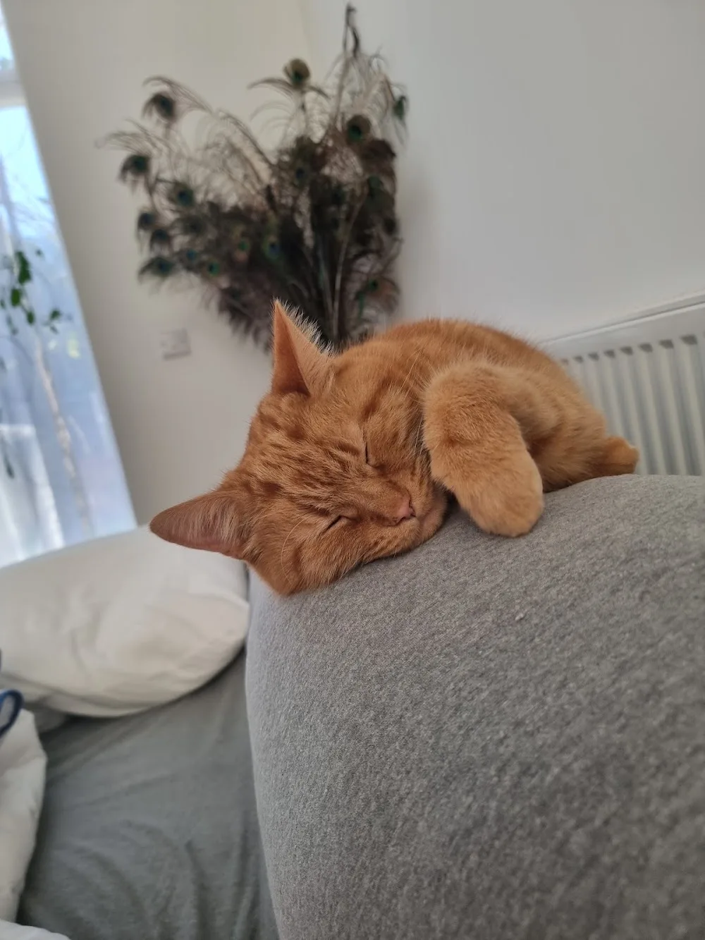 Pampered Pets Cattery - Flintshire pet otel görseli 3