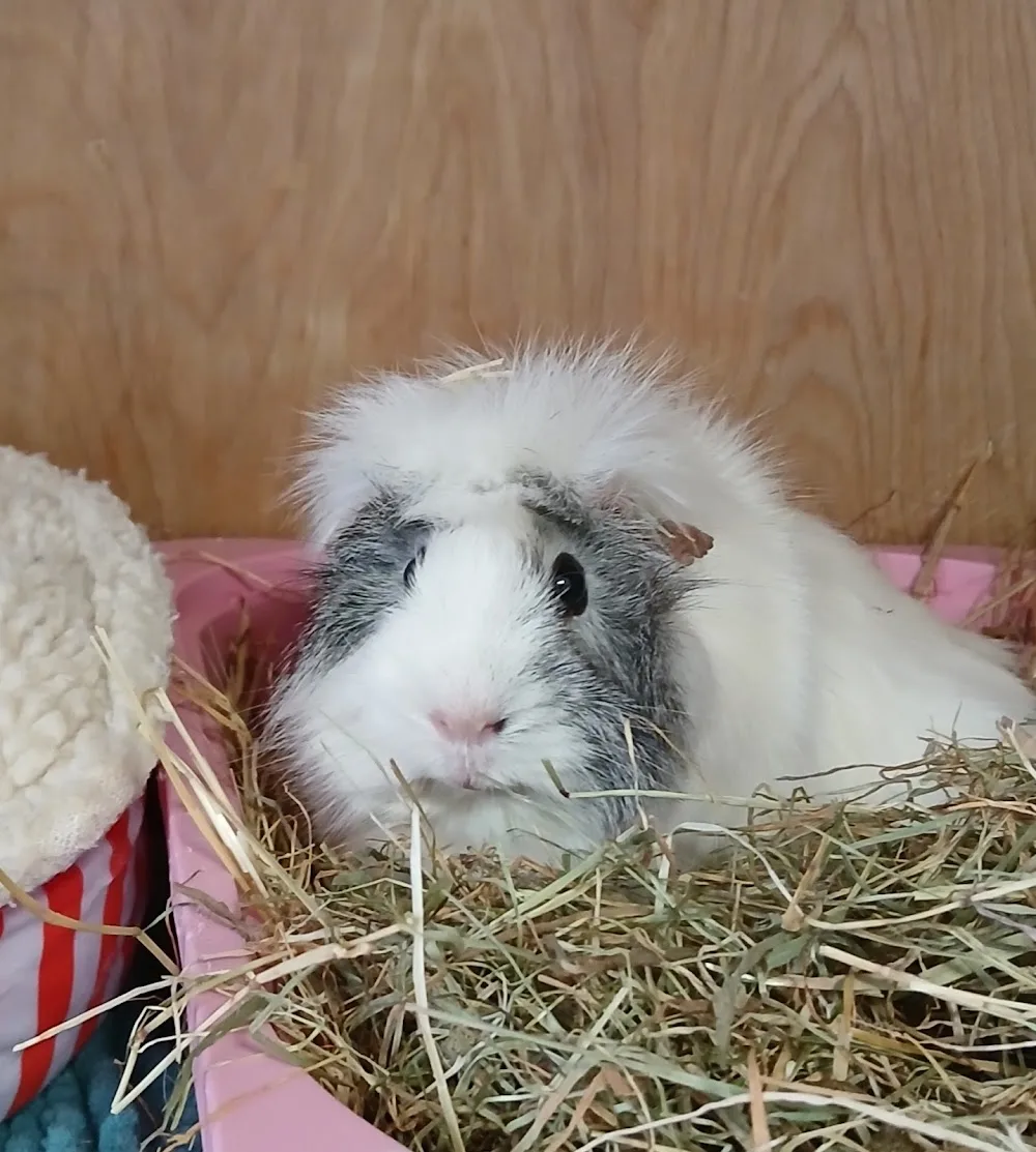 The Rural Rabbit Retreat - Flintshire pet otel