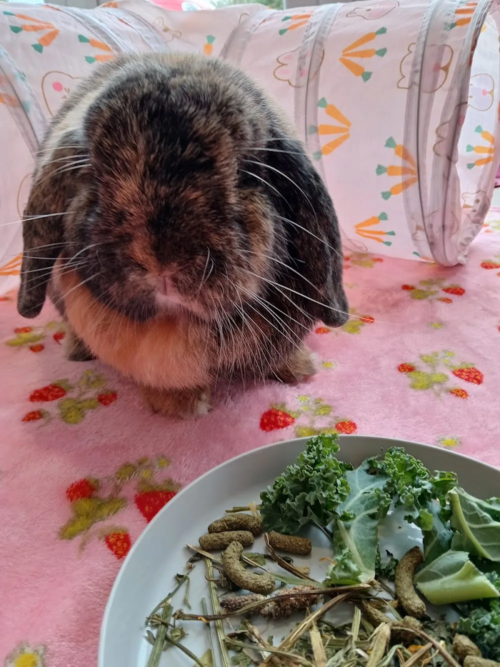 The Rural Rabbit Retreat - Flintshire pet otel görseli 3