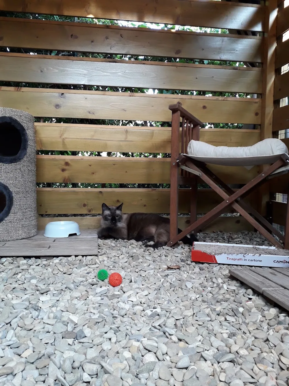 ARMONIA DEL GATTO - Florence pet otel görseli 3