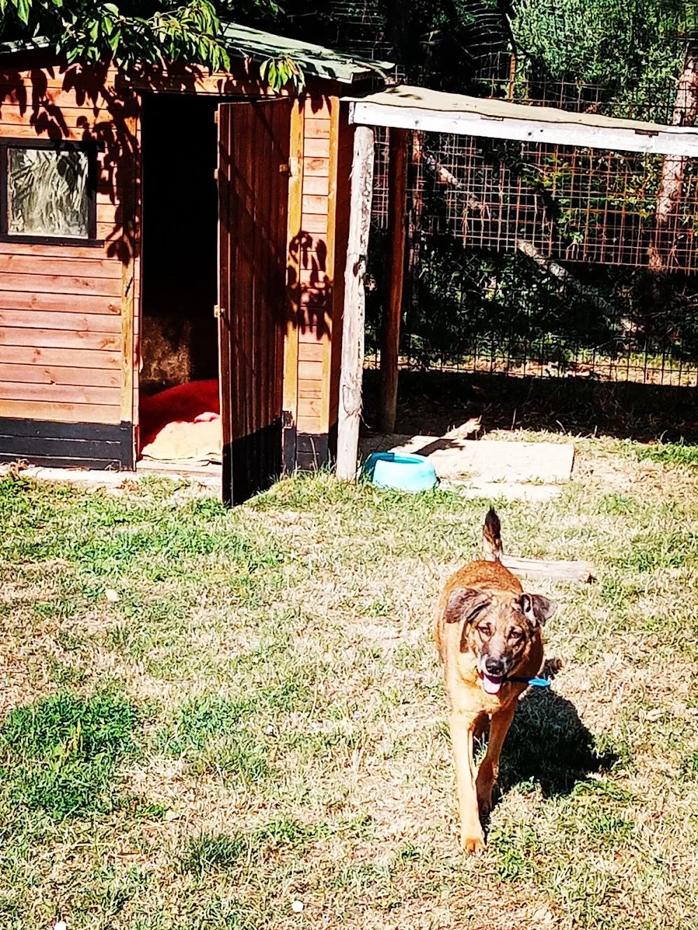 Gli Antichi Etruschi associazione cinofila - pensione per cani e gatti - Florence pet otel görseli 3