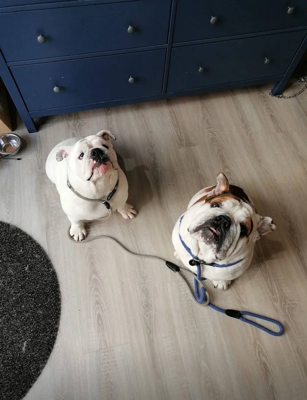 GranDog - Toelettatura e Pensione Domestica - Florence pet otel görseli 3