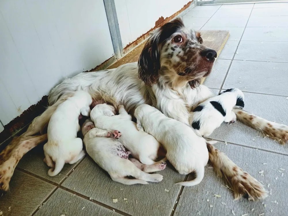 IL CASTELLARE Pensione per cani - Florence pet otel görseli 3