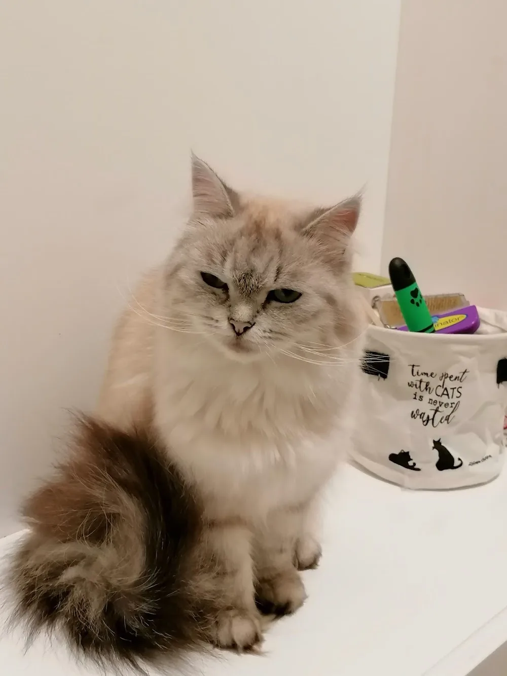 La Gatteria Cat Sitter 🐱🐈 - Florence pet otel