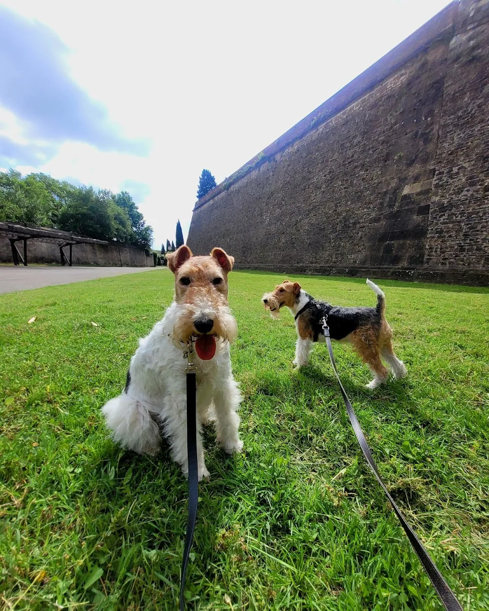 The Pet Sitter in Florence - Florence pet otel