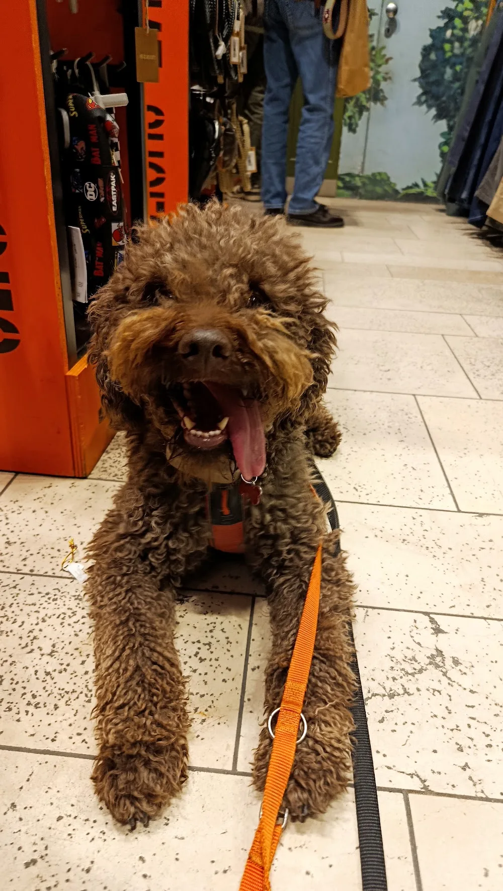 The Pet Sitter in Florence - Florence pet otel görseli 3