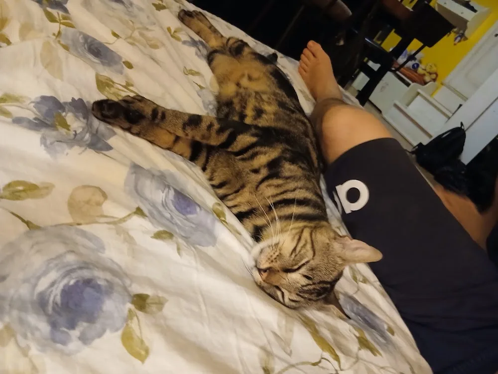 Zampe In Famiglia Firenze | Pet Sitting - Florence pet otel