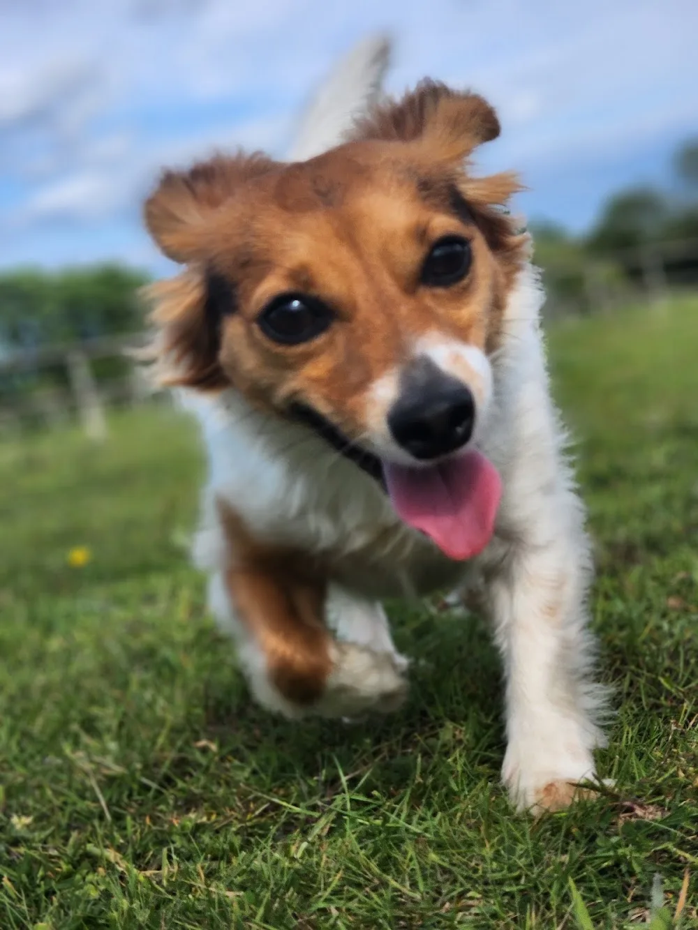 Bowesfield Farm Boarding Kennels & Cattery - Folkestone pet otel