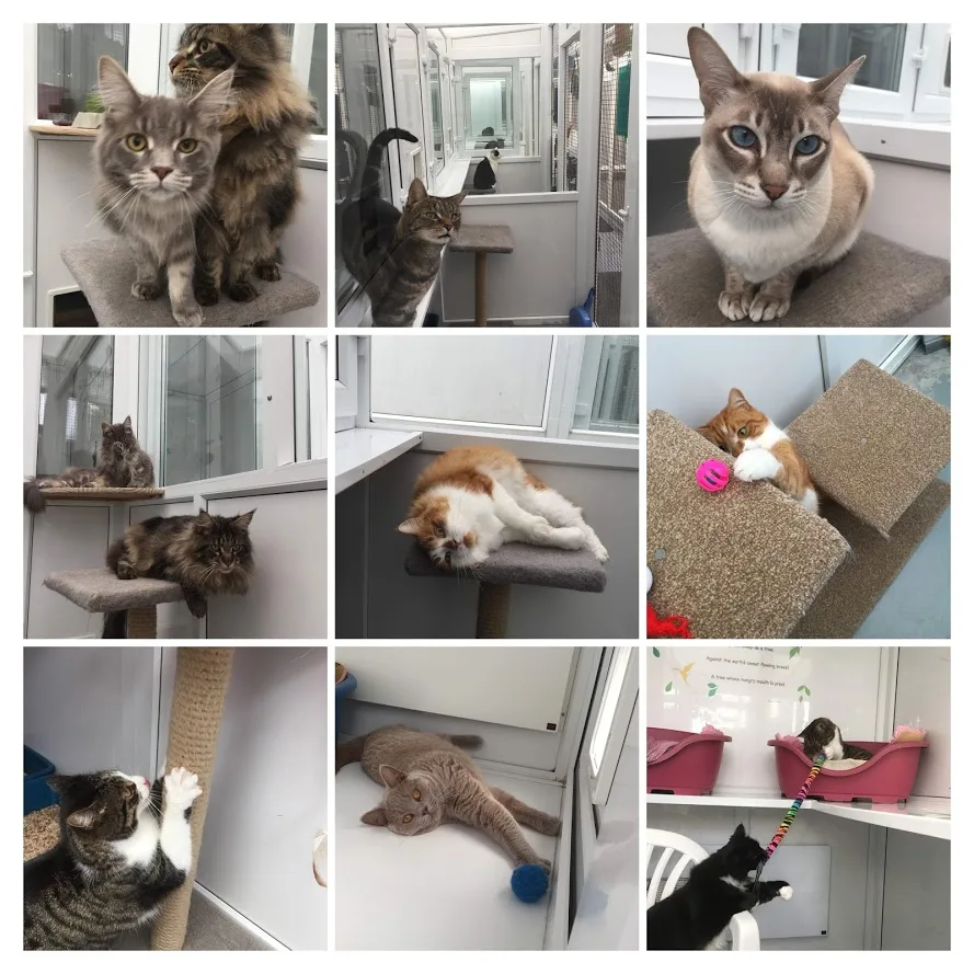 Cosy Cats Boarding Cattery - Folkestone pet otel