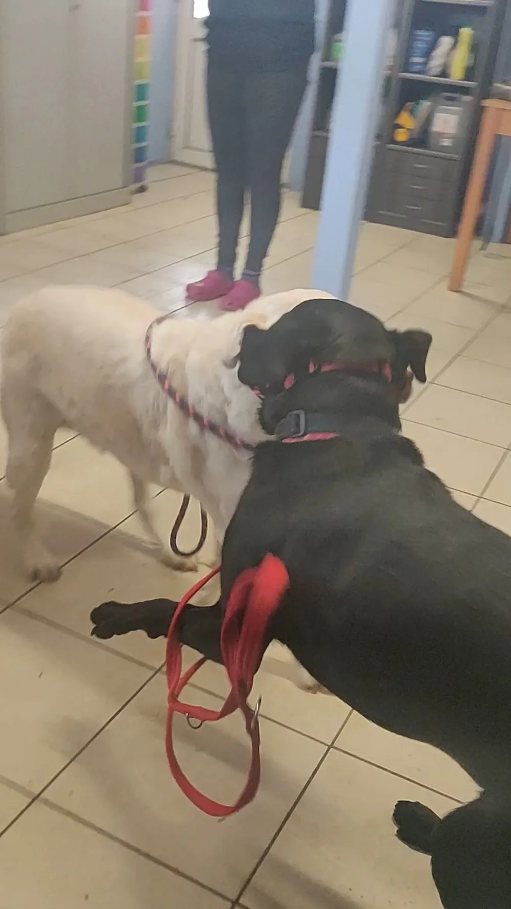 Frandham Boarding Kennels & Rehoming Centre - Folkestone pet otel