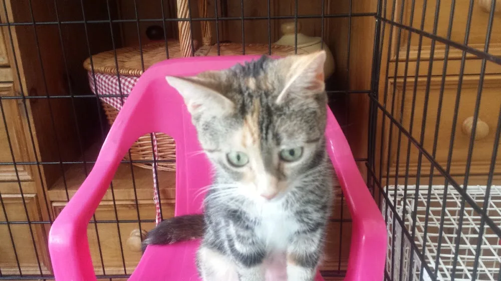 Paws by the Coast Boarding Cattery - Folkestone pet otel