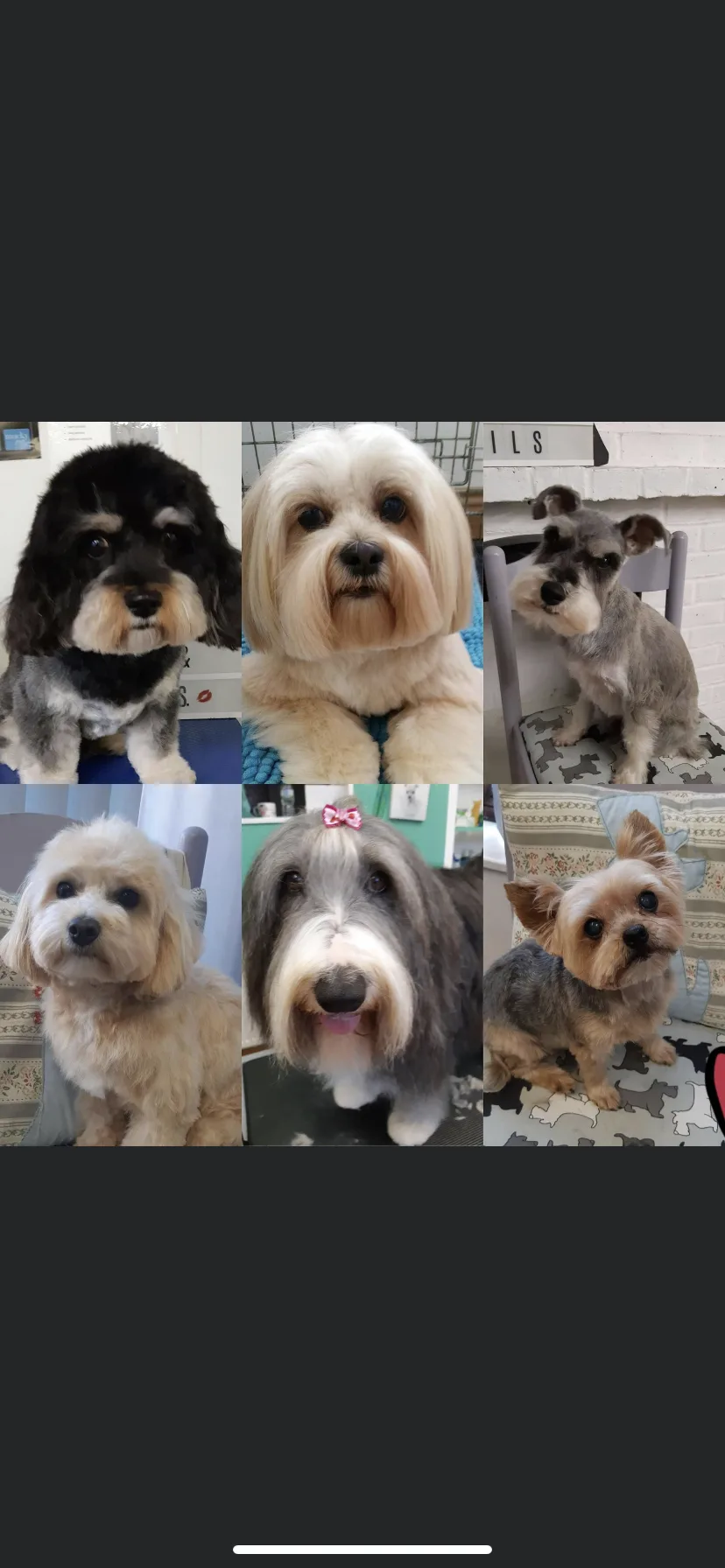 Top Dogs and Tails Home Boarding and Grooming Services - Folkestone pet otel