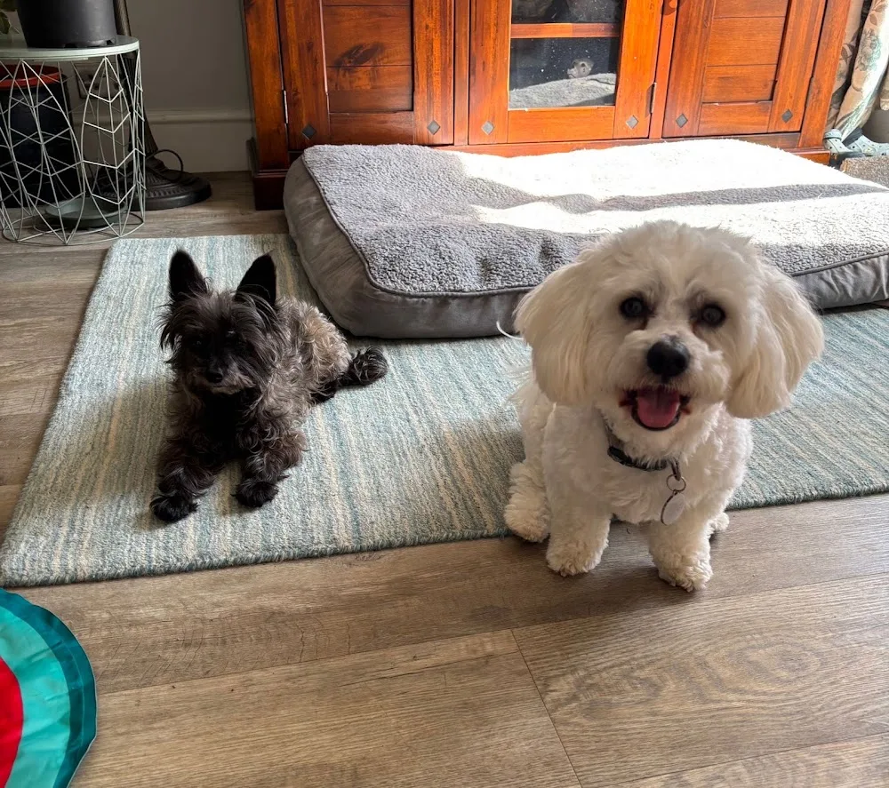 Top Dogs and Tails Home Boarding and Grooming Services - Folkestone pet otel görseli 3