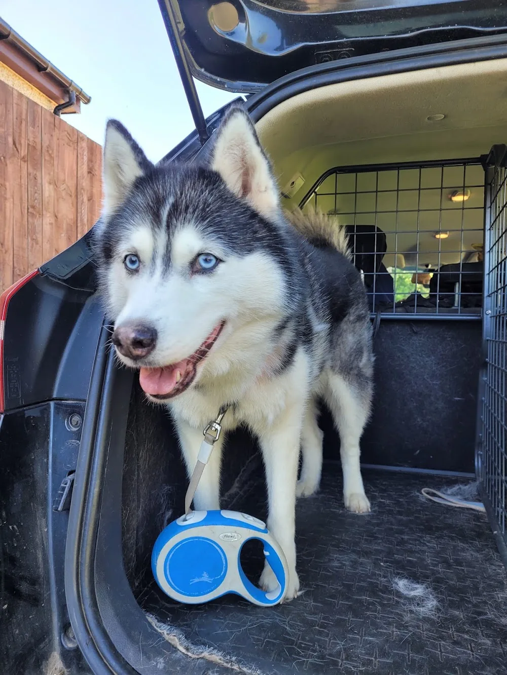 Paw Trails Dog Walking & Home Boarding services - Forfar pet otel