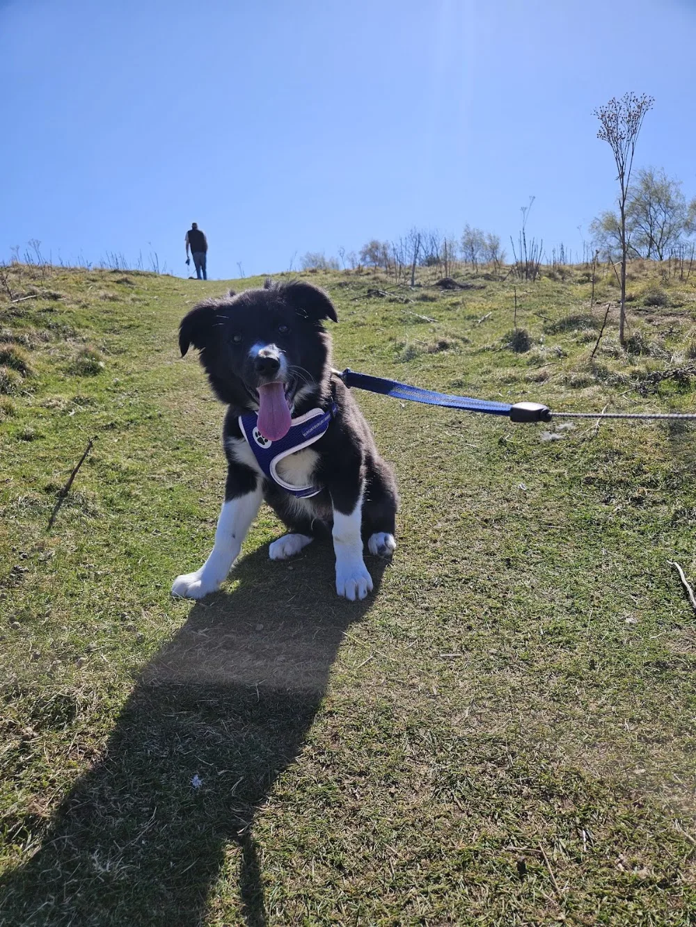 Paw Trails Dog Walking & Home Boarding services - Forfar pet otel görseli 3