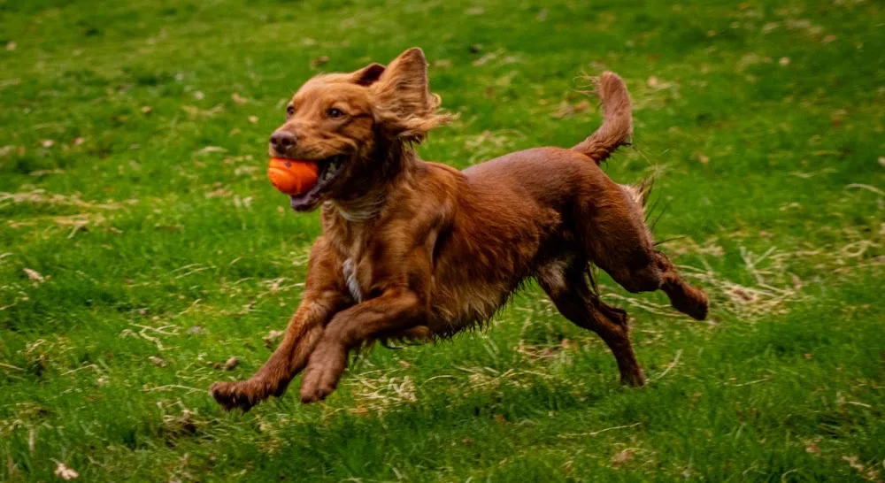 Waggytails Holiday Home - Forfar pet otel görseli 3